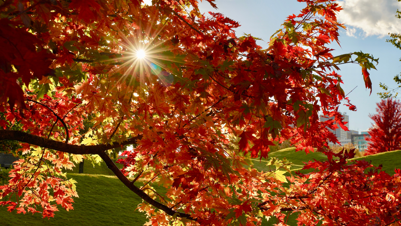 Sunlight shining through red and orange autumn leaves, representing change and transition.